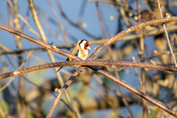 European goldfinch (Carduelis carduelis) among twigs