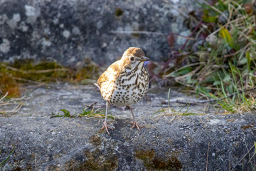 Song Thrush (Turdus philomelos) in the