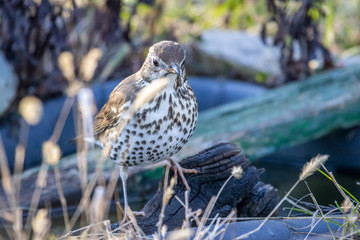 Song Thrush (Turdus philomelos) in the