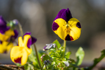 Viola × wittrockiana in the garden