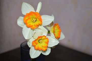 Stunning Narcissus flowers in a blue vase on the table.