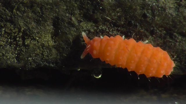 Bilobella braunera. Farbiger Springschwanz.  
