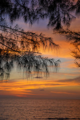 Silhouette of coniferous tree against the background of colorful sunset at sea 