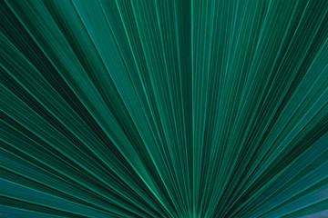 abstract green leaf texture, dark blue tone nature background, tropical leaf