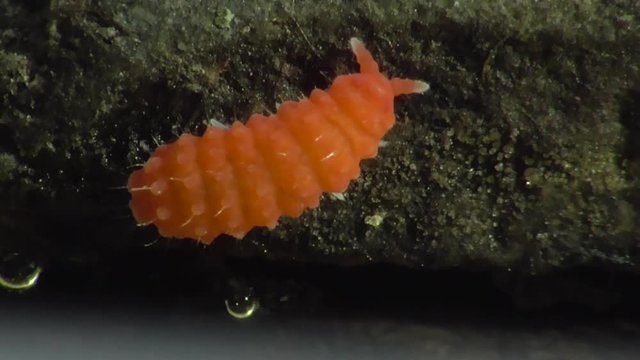Bilobella braunera. Farbiger Springschwanz.  