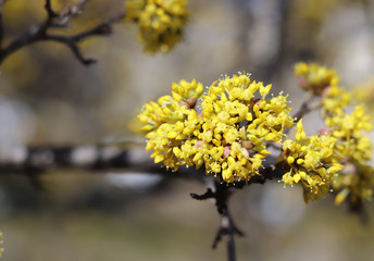 Spring budding Cornus is commonly known as dogwoods. Cornelian cherry or European cornel is a shrub with red fruits that is also often wild. He is also one of the medicinal plants.