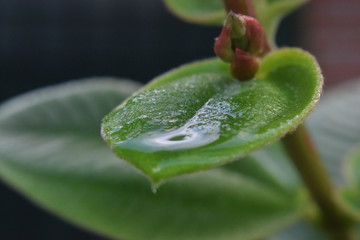 wet leaf 