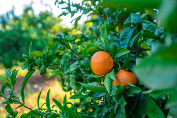 mandarin oranges on the tree, grown for export to Northern Europe