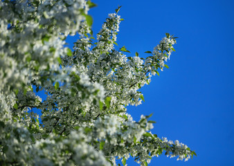 blooming apple trees in spring