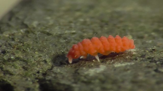 Bilobella braunera. Farbiger Springschwanz.  