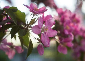 blooming apple trees in spring