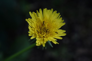 yellow flower