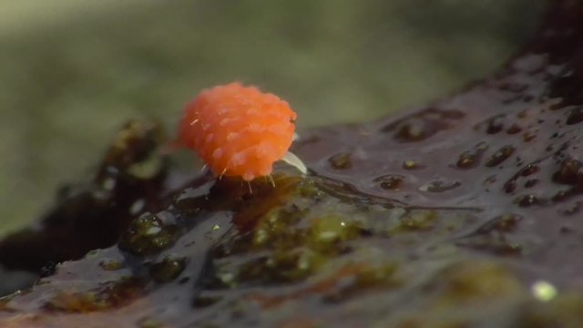 Bilobella braunera. Farbiger Springschwanz.  
