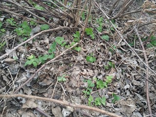 anthill in forest