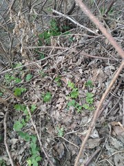 anthill in the forest