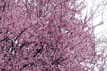 flowering tree in spring with pink flowers on a background of bright sky