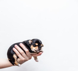 a small black Yorkshire Terrier puppy in the hands on a white background