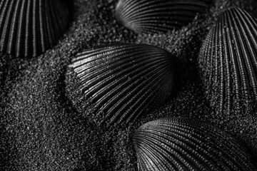  Black shell on a black sand dunes background. Black design.