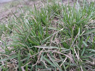 green grass with dew