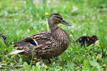 Duck family (female and chicks) walking through the grass