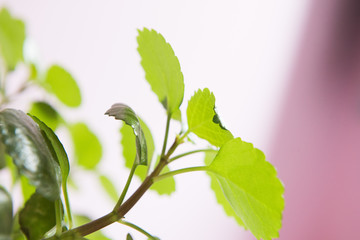 branch with green leaves on white background