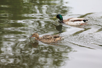 Duck family (male and female) swim on the water surface of the lake