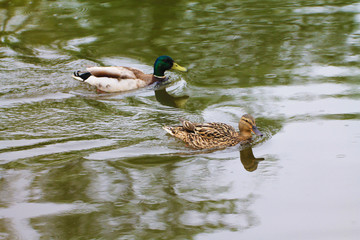 Duck family (male and female) walking along the water surface of the river