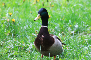 A duck (male) basks in the sun rays adorns the river bank