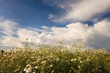 white daisy field under a blue sky with clouds