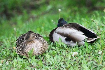 The duck family (male and female) sleep in the meadow