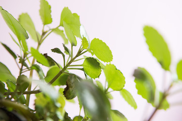 branch with green leaves