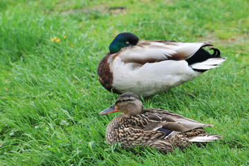 The duck family (male and female) rest on the river bank