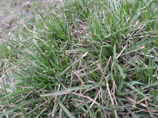 green grass with dew