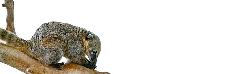 South American coati sitting on log isolated, or ring-tailed coati, Nasua. Funny animal banner