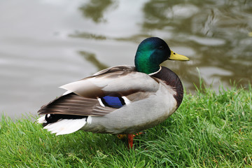 The duck (male) flaunts the river bank and basks in the sun.