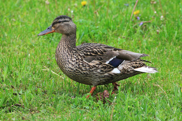 A duck (female) is looking for food for their darlings.