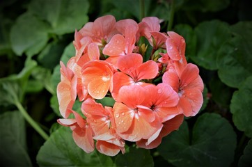 red flowers in the garden