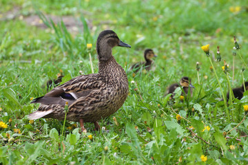 Duck family (female and chicks) breeze through the grass.