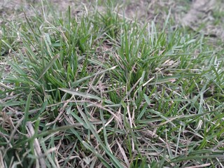 green grass with dew