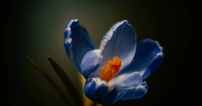 crocus blossom, blue purple flower blooming, opening, spring time lapse, isolated on black background
