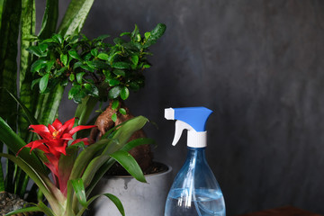 Houseplants and sprayer bottle. Potted plants care concept. Watering and moistening air for indoor...