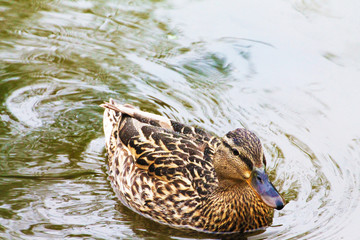 A duck (female) adorns the water surface of the lake.