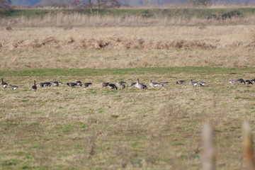 wild geese in the meadow