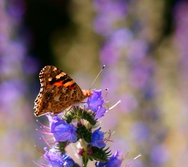 butterfly on a flower