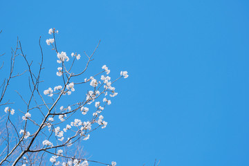 空に伸びる山桜と青い空