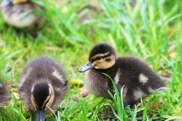 Two little ducklings nibble grass with morning dew.
