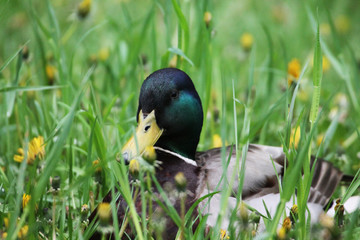 A duck (male) hid in the tall grass among dandelions