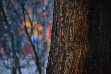 the bark of the tree on blurred background buildings