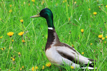 Duck (male) stretched out his neck and is looking for a girlfriend