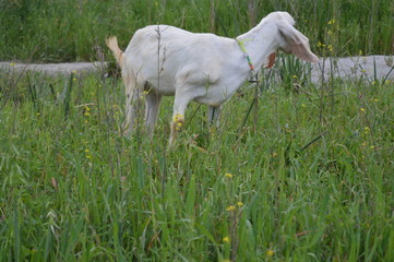 Fototapeta premium Close up of white goat in a grass